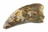 Fossil Tyrannosaur (Nanotyrannus) Tooth - Montana #338825-1